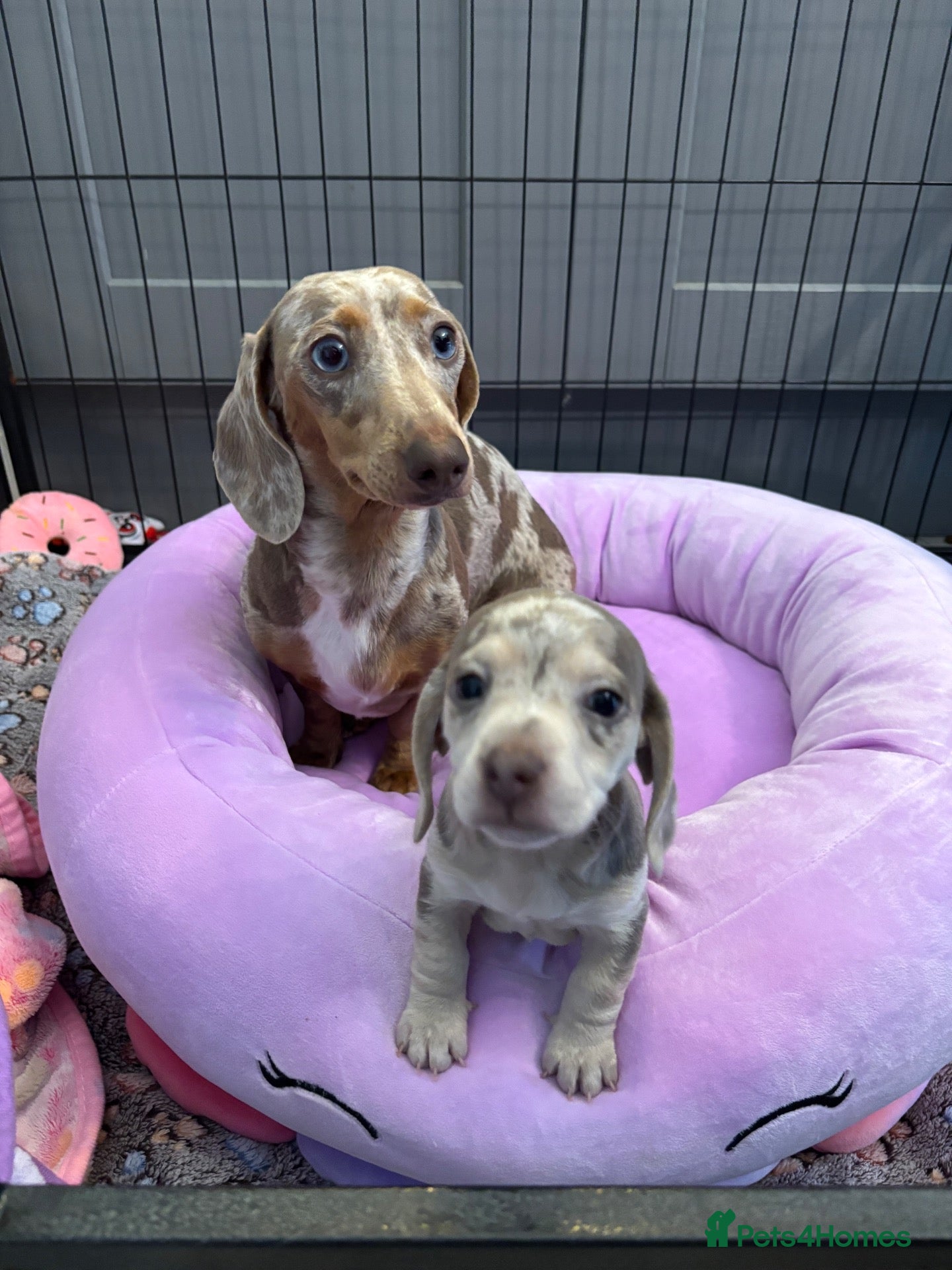 Miniature Dachshund dogs Miniature dachshund - Advert 1