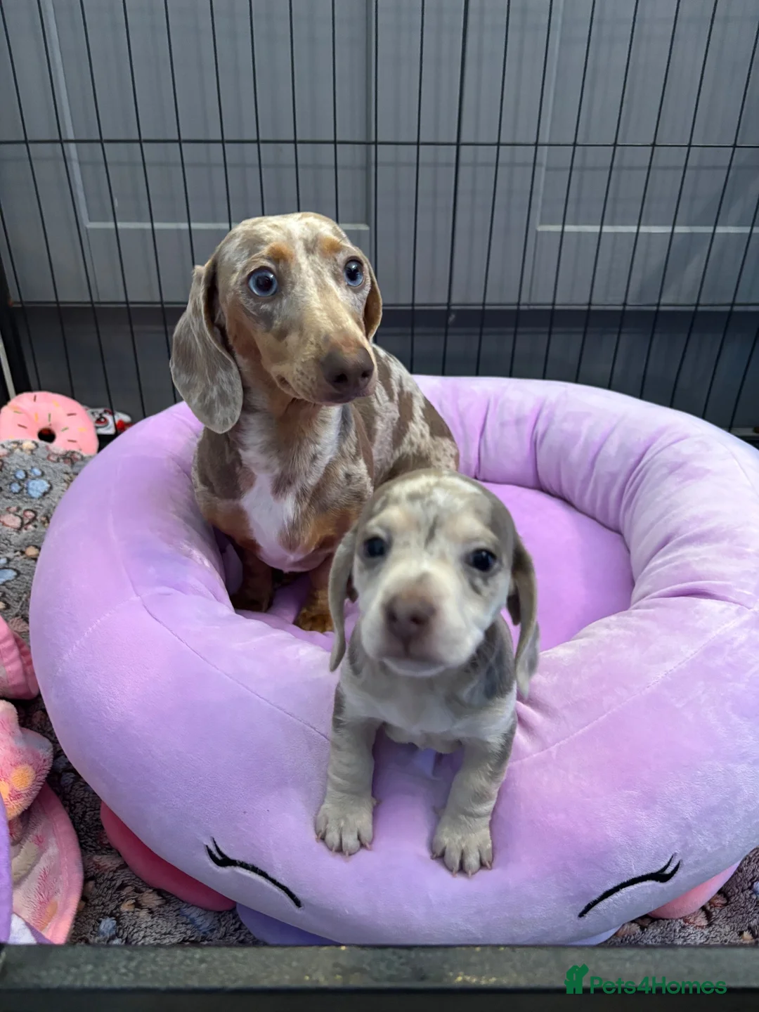 Miniature Dachshund dogs for sale: Miniature dachshund - Advert 1