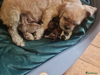 Shih Tzu dogs Shih-tzu pedigree puppies - Advert 13