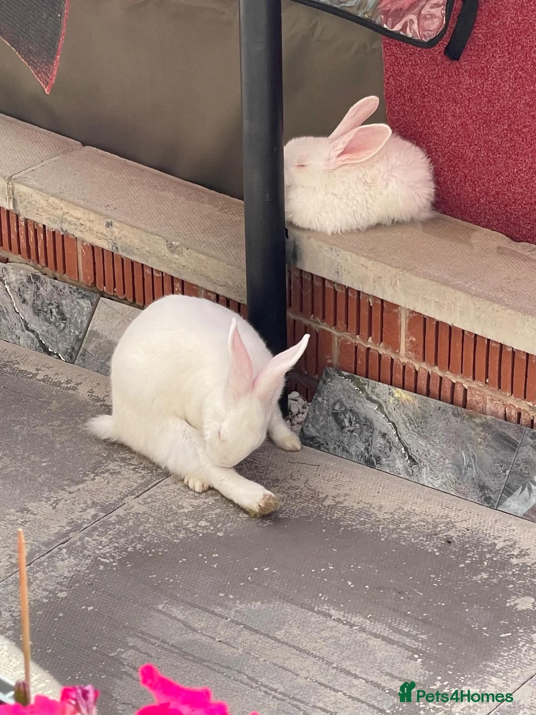 New Zealand rabbits for sale: White Albino New Zealand’s for sale  in Dewsbury - Advert 2