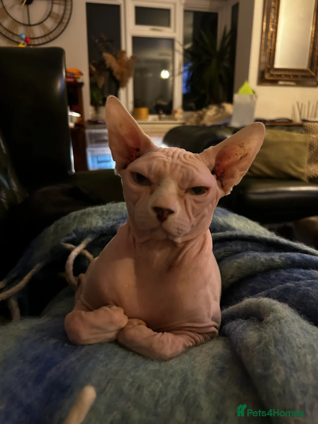 Sphynx cats for sale: Adult male Sphynx  in Hailsham - Advert 5