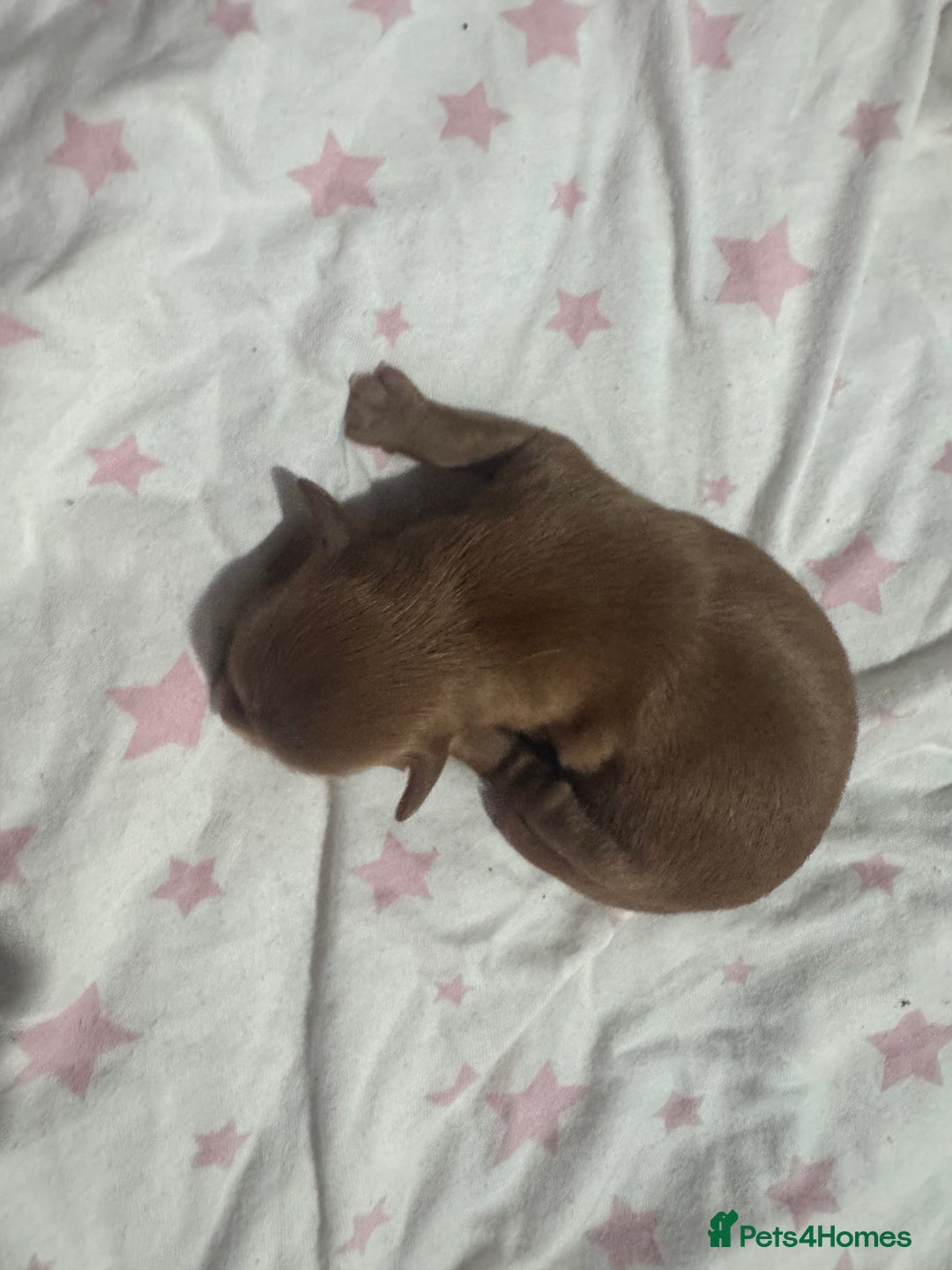 Chipoo dogs for sale: READY TO LEAVE THIS WEEK! Chipoo puppies - Advert 22