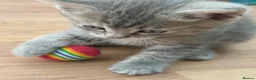 Mixed Breed cats for sale: 3 Beautiful kittens ready for their forever homes - Advert 5