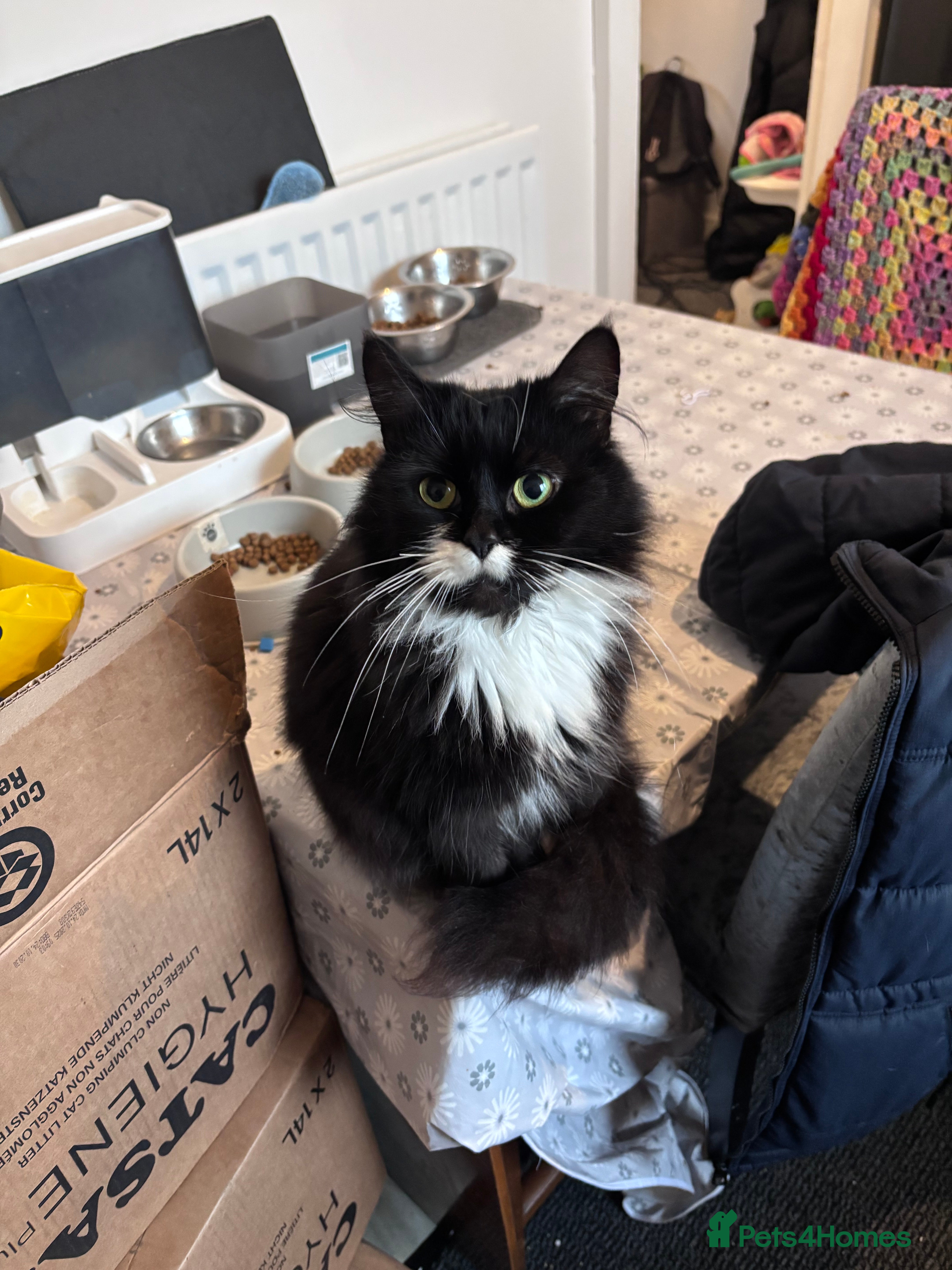 Mixed Breed cats British short hair mixed with main coon  - Advert 1