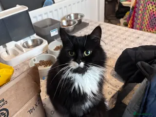 Mixed Breed cats British short hair mixed with main coon - Advert 1