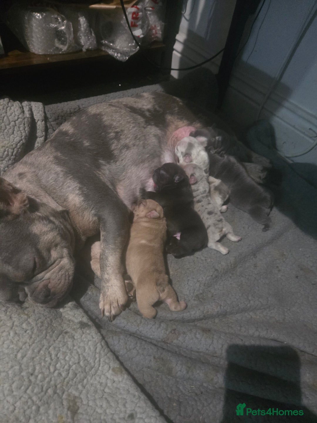 French Bulldog dogs for sale: French bulldog pups ready in 2 weeks - Advert 12