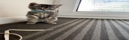Mixed Breed cats for sale: Beautiful kittens for sale - Advert 4