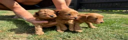 Cockapoo dogs for sale: F1b cockapoo  - Advert 5