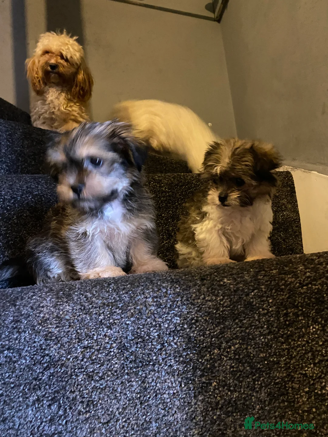 Maltipoo dogs for sale: Beautiful litter of maltipoo puppies - Advert 11