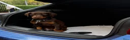 Dobermann dogs for sale: Dobermann Male Brown and Tan in Glasgow - Advert 2