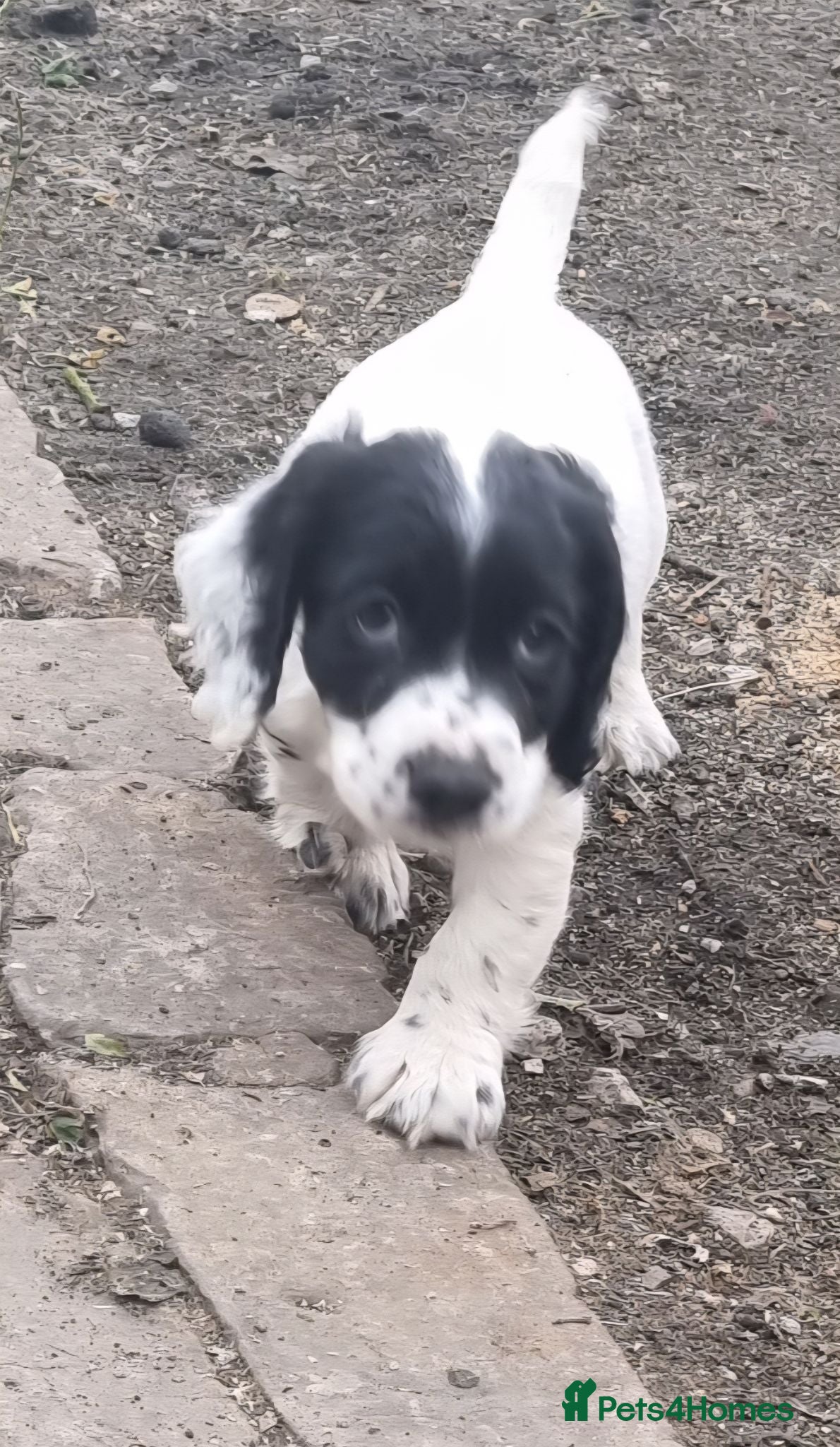 Cocker Spaniel dogs Cocker spaniel pups - Advert 1