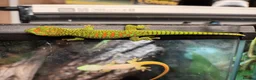 Gecko reptiles for sale: Giant Day Gecko - Advert 1