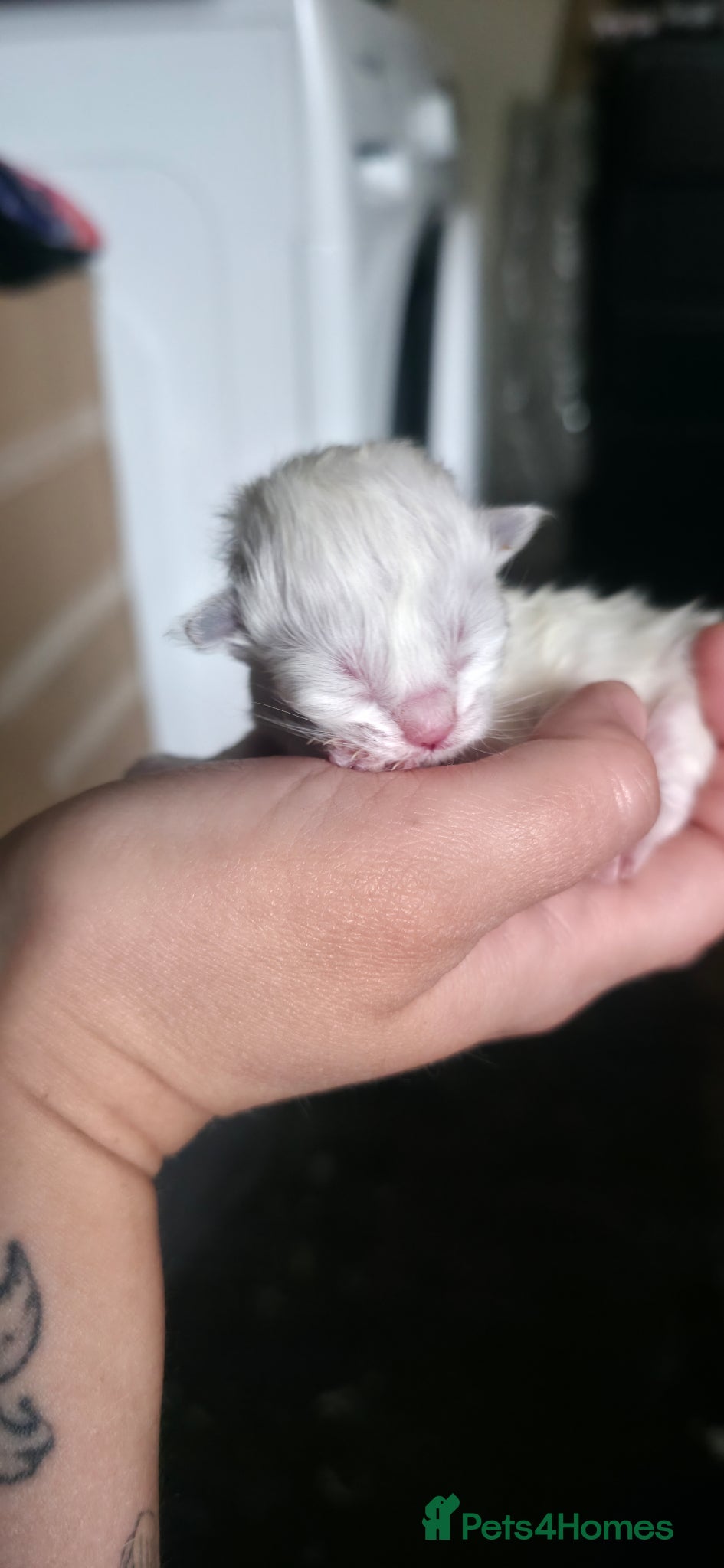 Ragdoll cats for sale: Pure Ragdoll kittens! - Advert 7