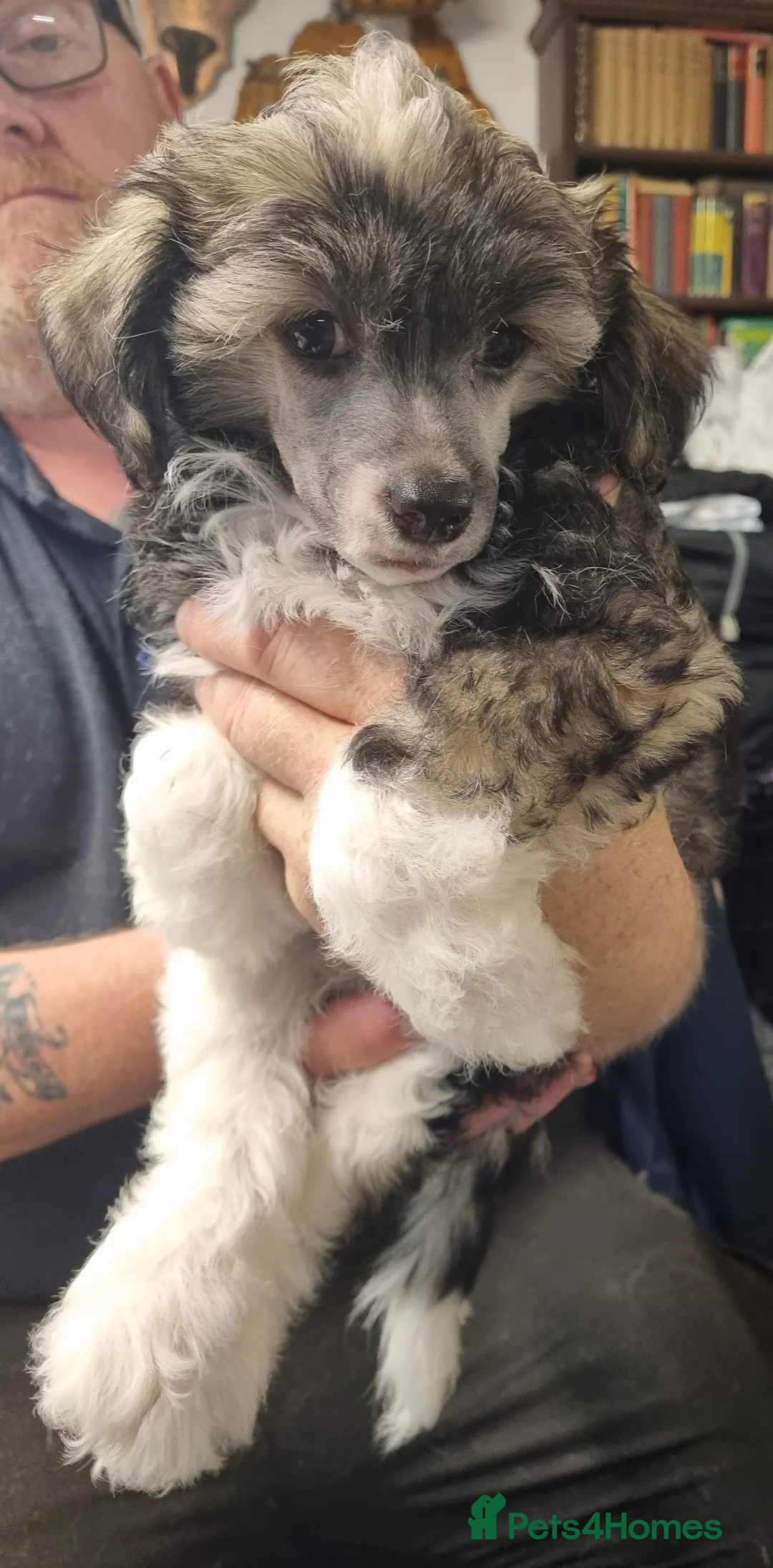 Chinese Crested dogs for sale: RKC registered Chinese crested  in Sutton-in-Ashfield - Advert 9
