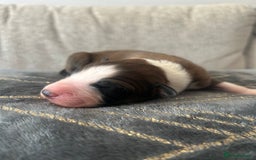 Mixed Breed dogs for sale: Welsh collies X Border collie - Image 5