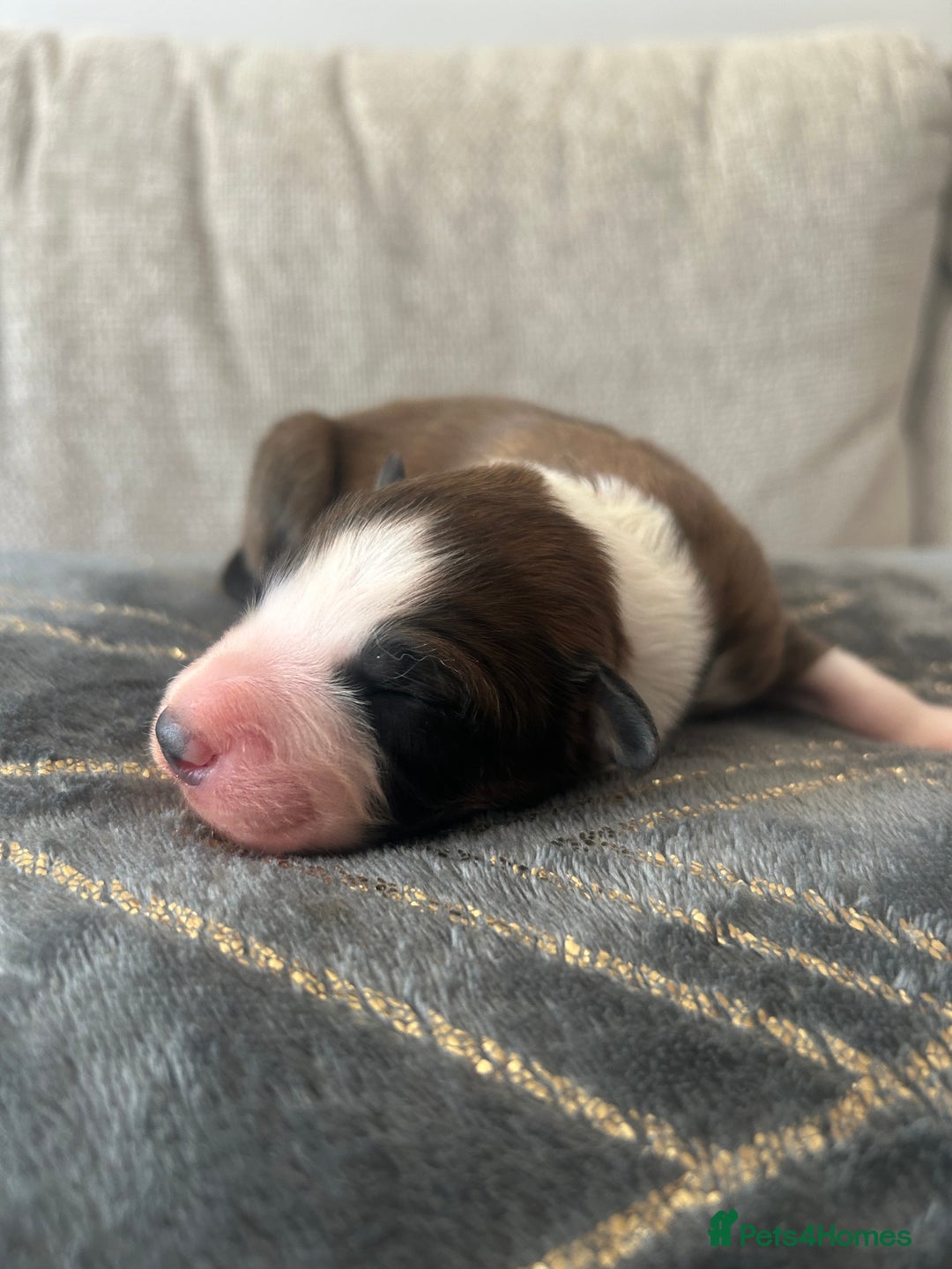 Mixed Breed dogs for sale: Welsh collies X Border collie - Image 5