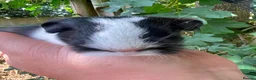 Guinea Pig rodents for sale: Long haired fluffy PeruvianSilkie guineapig babies - Advert 3