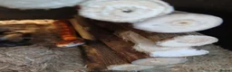 Corn Snake reptiles for sale: Male Hybrid Cornsnake with Full Vivarium Setup  - Advert 3