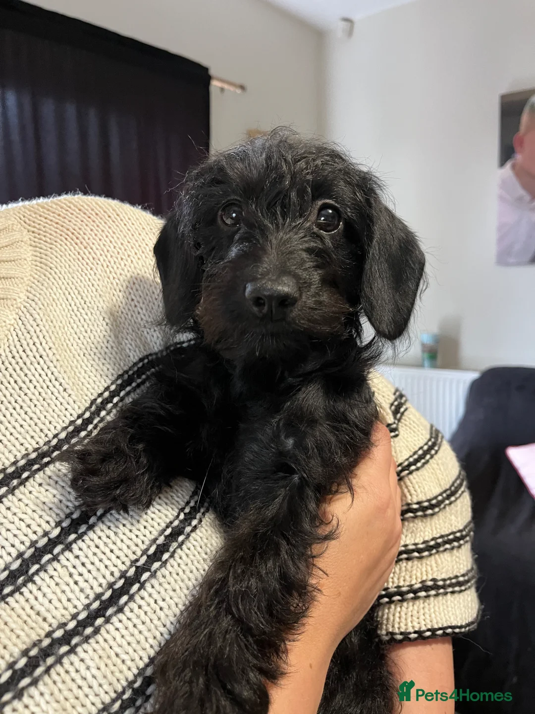 Doxiepoo dogs for sale: Doxiepoo Girl - Advert 3