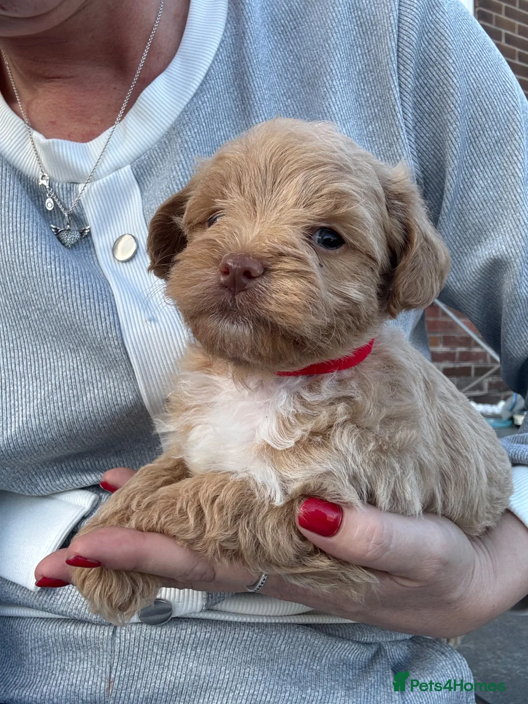 Maltipoo dogs for sale: Outstanding toy malti-poo - Advert 29