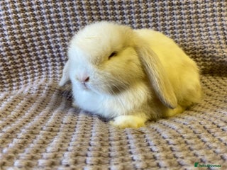 Mini Lop rabbits Mini lop - Advert 4