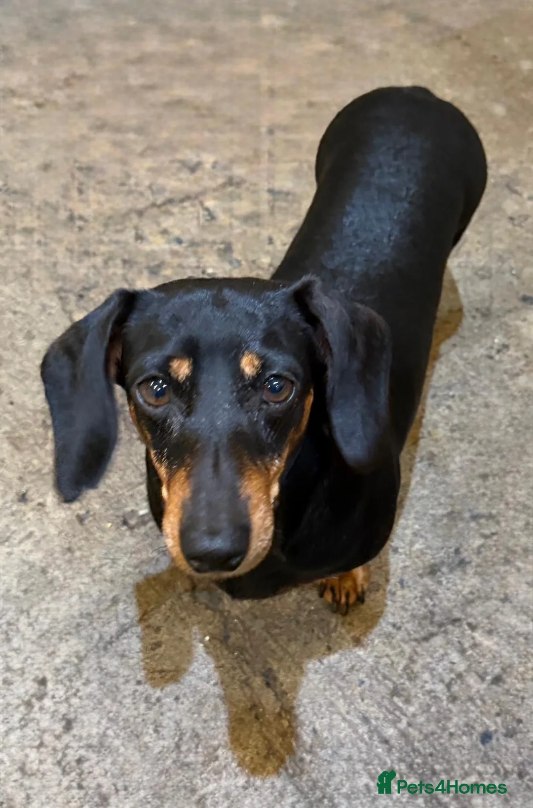 Miniature Dachshund dogs for sale: Lovely Purebred Miniature Dachshund Puppies - Advert 17