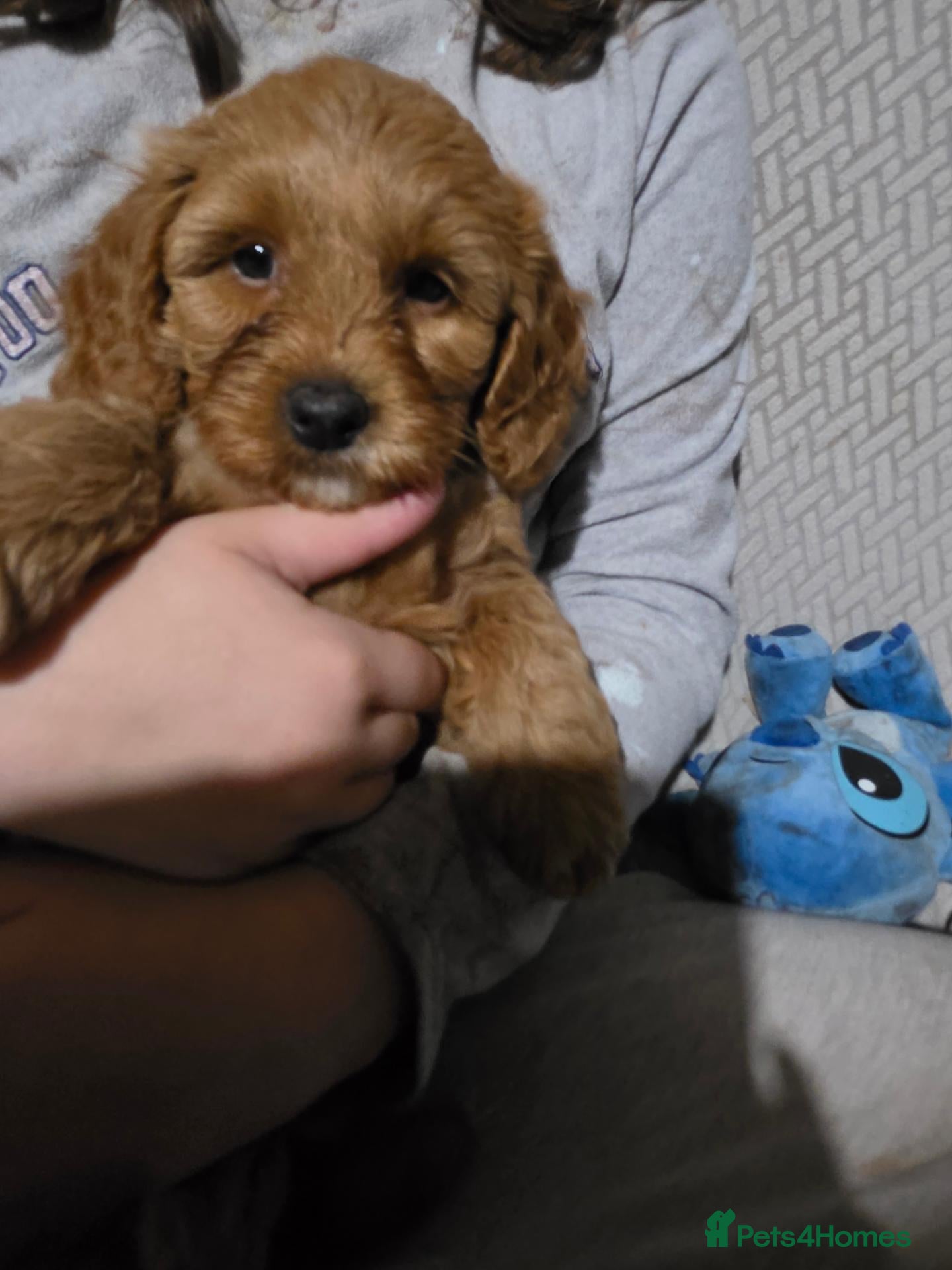 Cockapoo dogs Cockapoo f1b - Advert 14