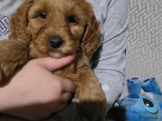 Cockapoo dogs Cockapoo f1b - Advert 14