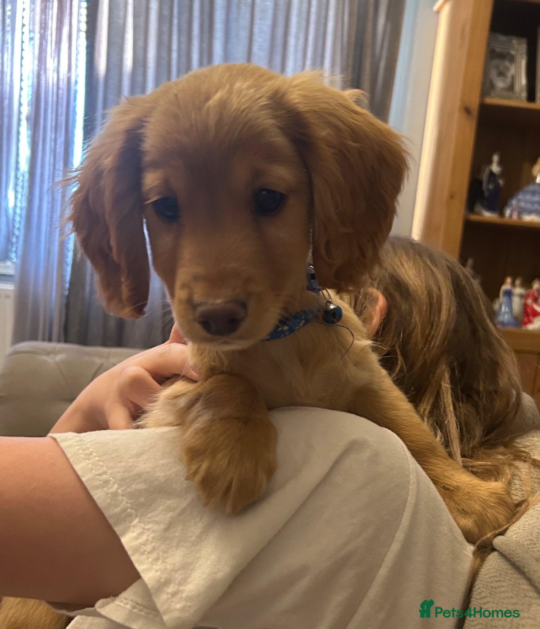 Cockapoo dogs 🌟🐾 boys £700 F1 cockapoo pups, kc parents 🐾🌟 - Advert 1