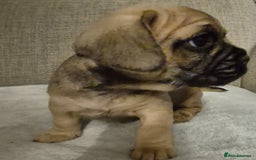 Mixed Breed dogs for sale: Frenchbulldog  cross puppies  - Advert 8