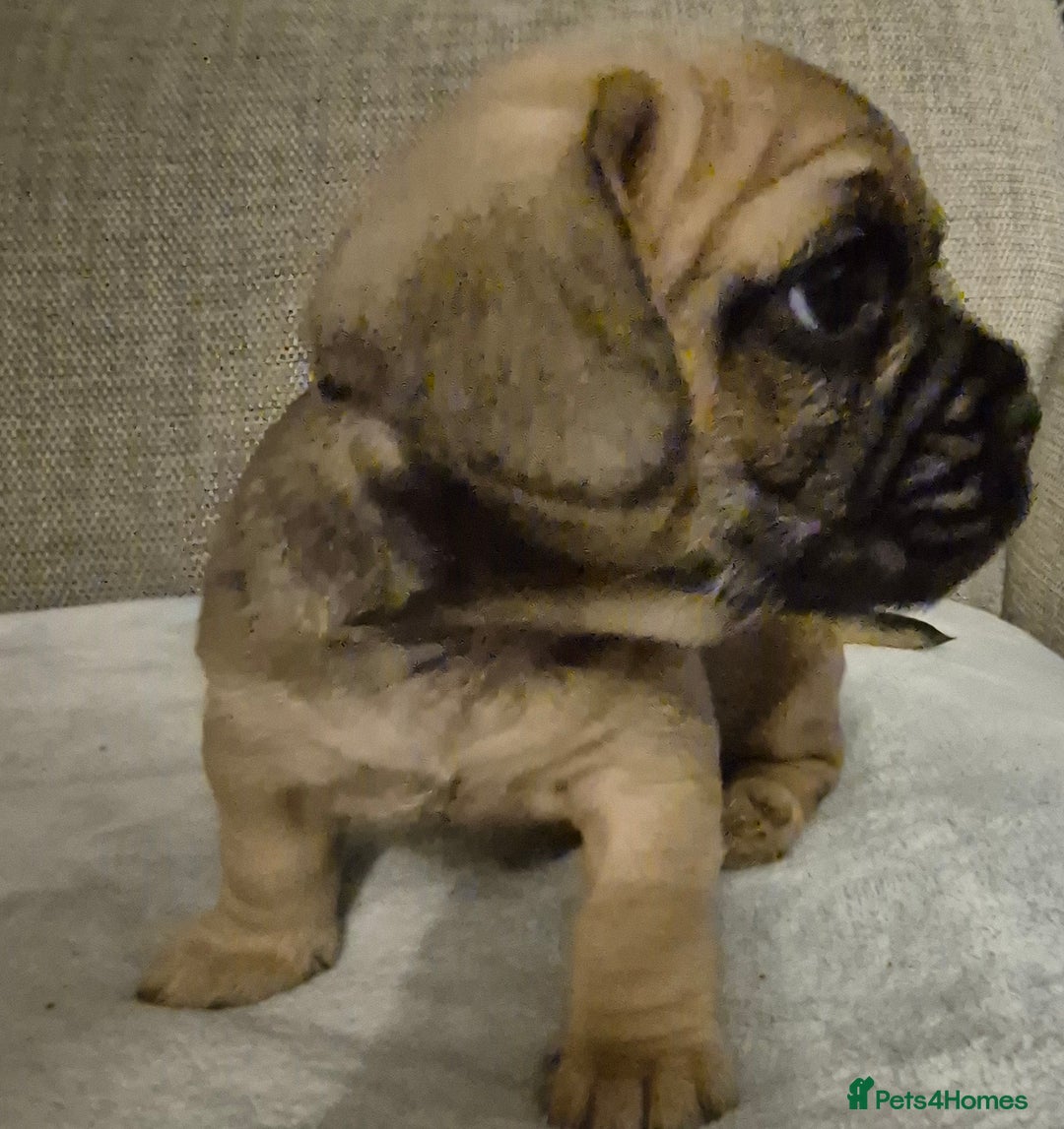Mixed Breed dogs for sale: Frenchbulldog  cross puppies  - Advert 8