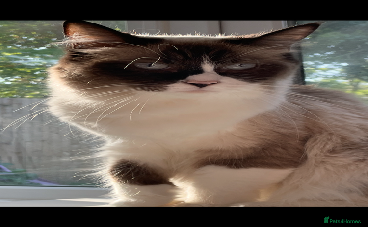 Ragdoll cats - Advert 15