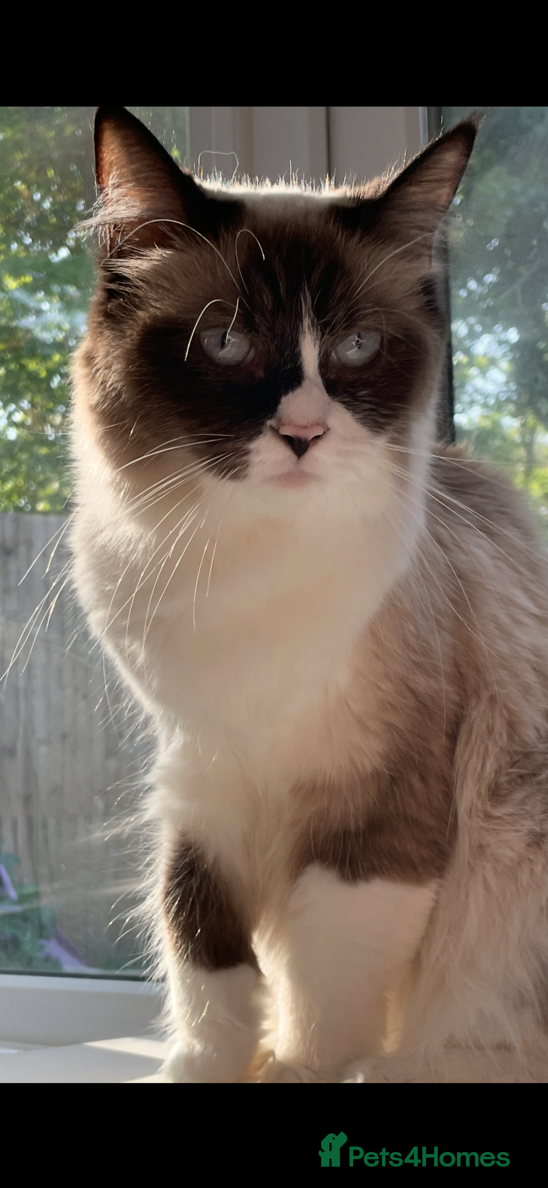 Ragdoll cats for sale: Female Ragdoll  - Image 1