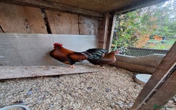Chickens poultry for sale: Welsummer bantams for sale £40 for the pair  - Image 8