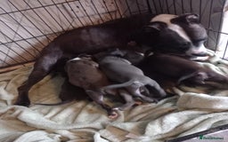 Staffordshire Bull Terrier dogs for sale: Blue and brindle staffy puppies  - Image 1