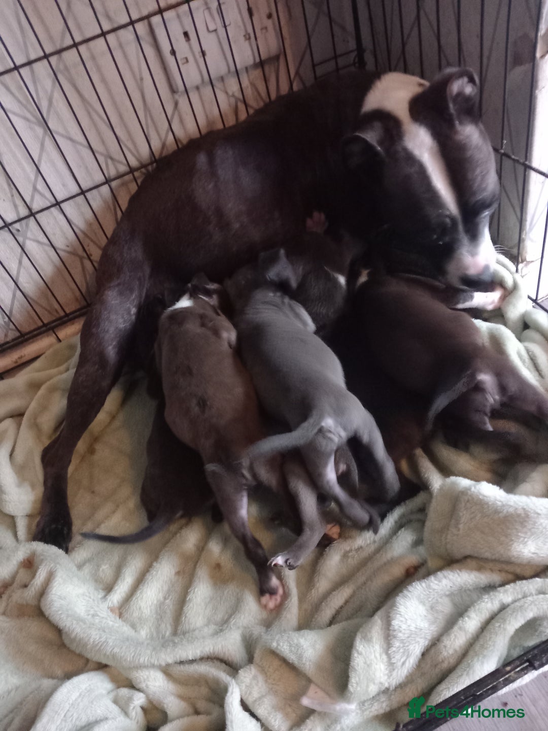 Staffordshire Bull Terrier dogs for sale: Blue and brindle staffy puppies  - Image 1
