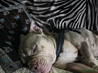 Shorty Bull dogs Beautiful exotic - pocket bully - Advert 1