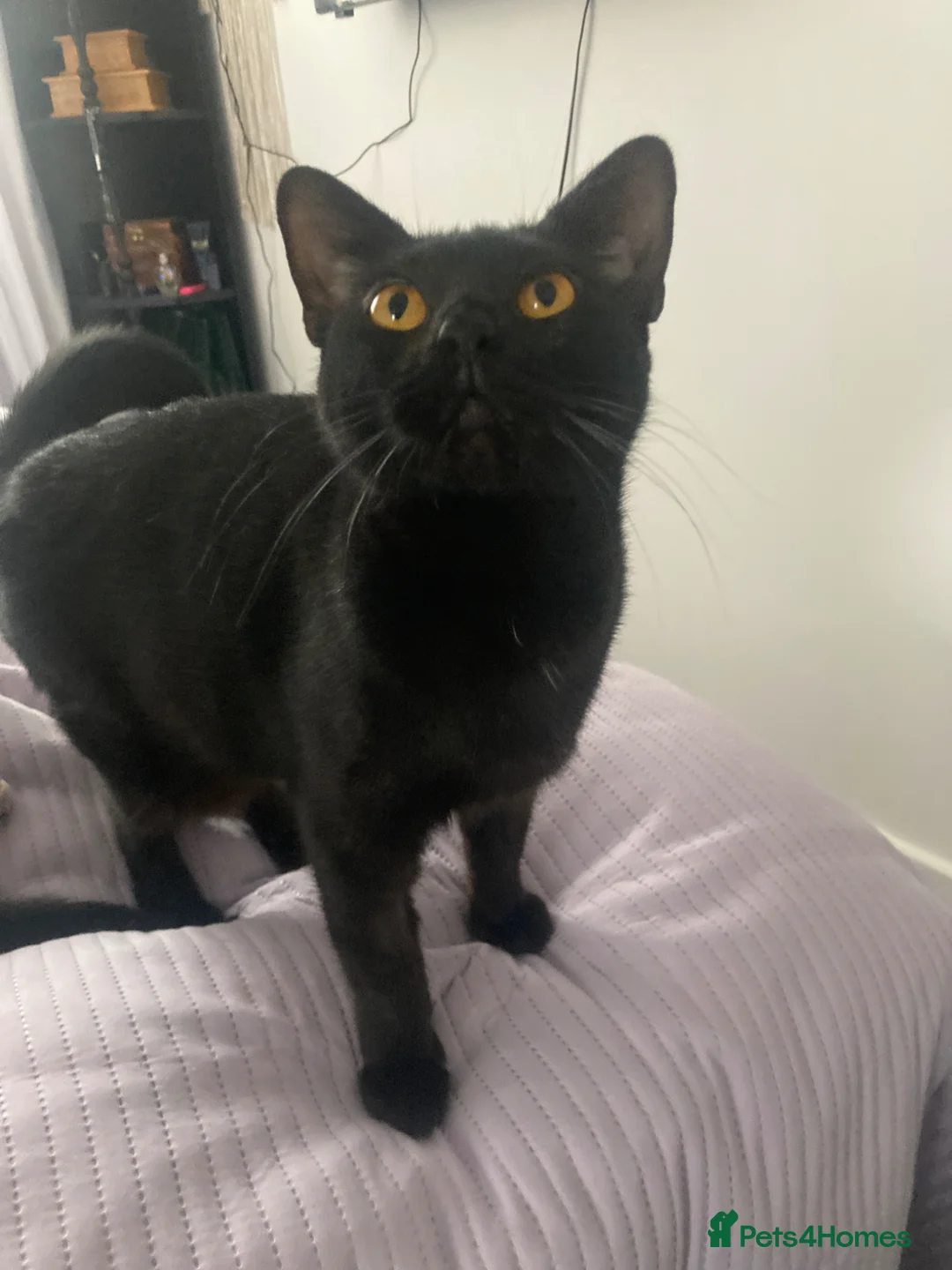 Mixed Breed cats for sale: Pure black cat with orange eyes - Advert 2
