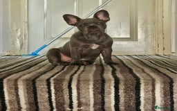 French Bulldog dogs for sale: Lilac French Bulldog for sale  - Image 2