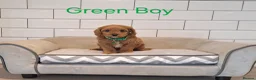 Cavapoo dogs for sale: Beautiful F1 Cavapoos  - Advert 13