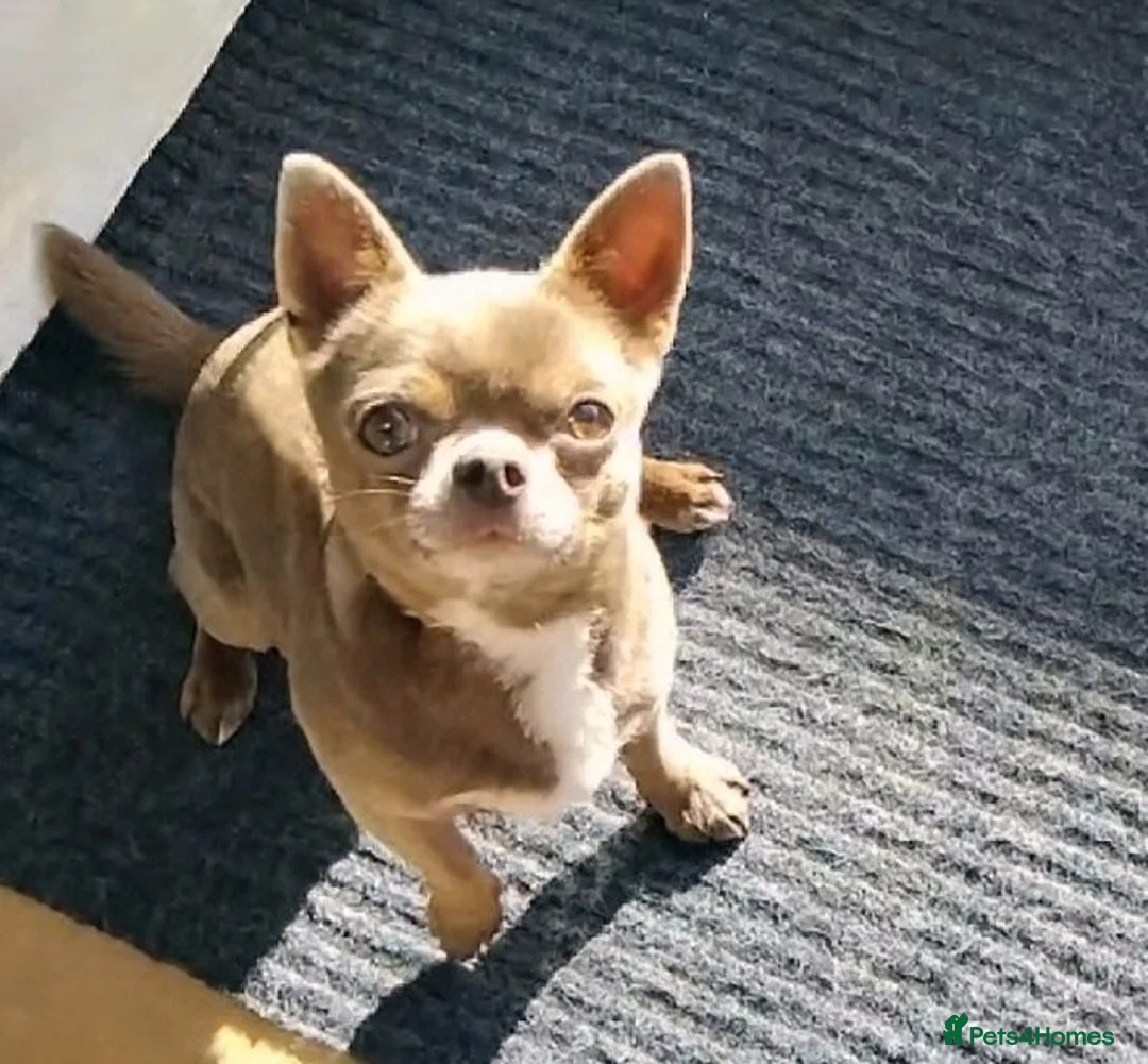 Chihuahua dogs for stud: KC reg-Health tested-PROVEN  - Advert 10