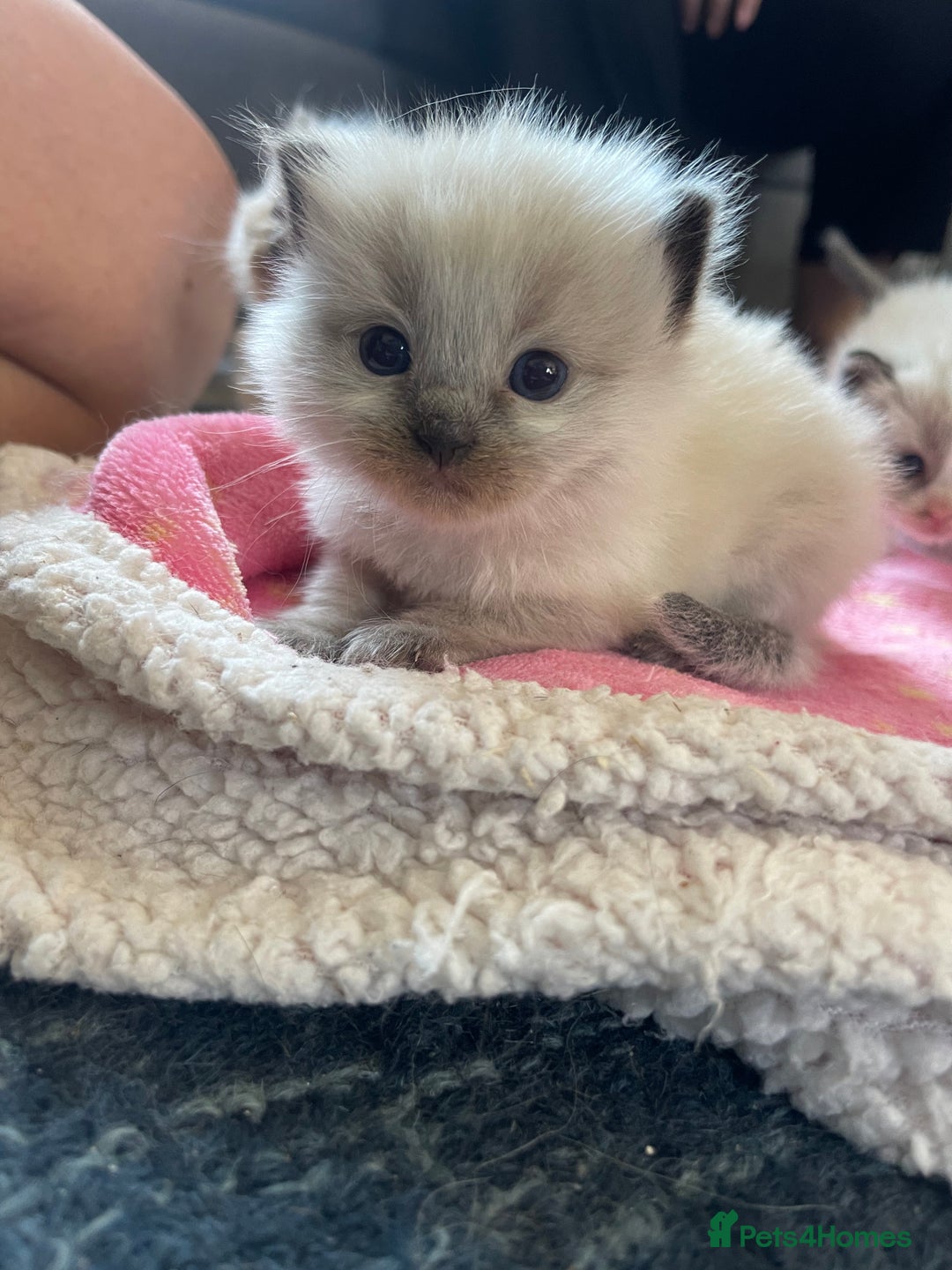 Ragdoll cats for sale: ✨Ragdoll Kittens Available – European Lines ✨ - Image 4