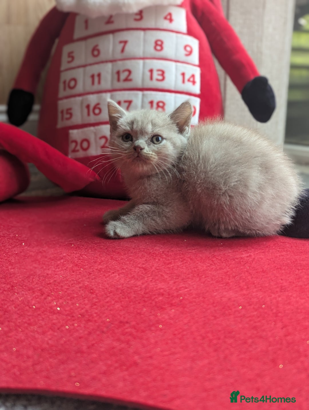 British Shorthair cats for sale: British shorthair  - Advert 11