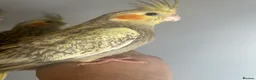 Cockatiels birds for sale: Hand Reared Stunning Baby Cockatiels  - Advert 3