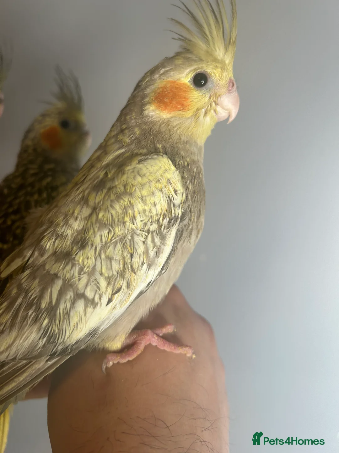 Cockatiels birds for sale: Hand Reared Stunning Baby Cockatiels  - Advert 3