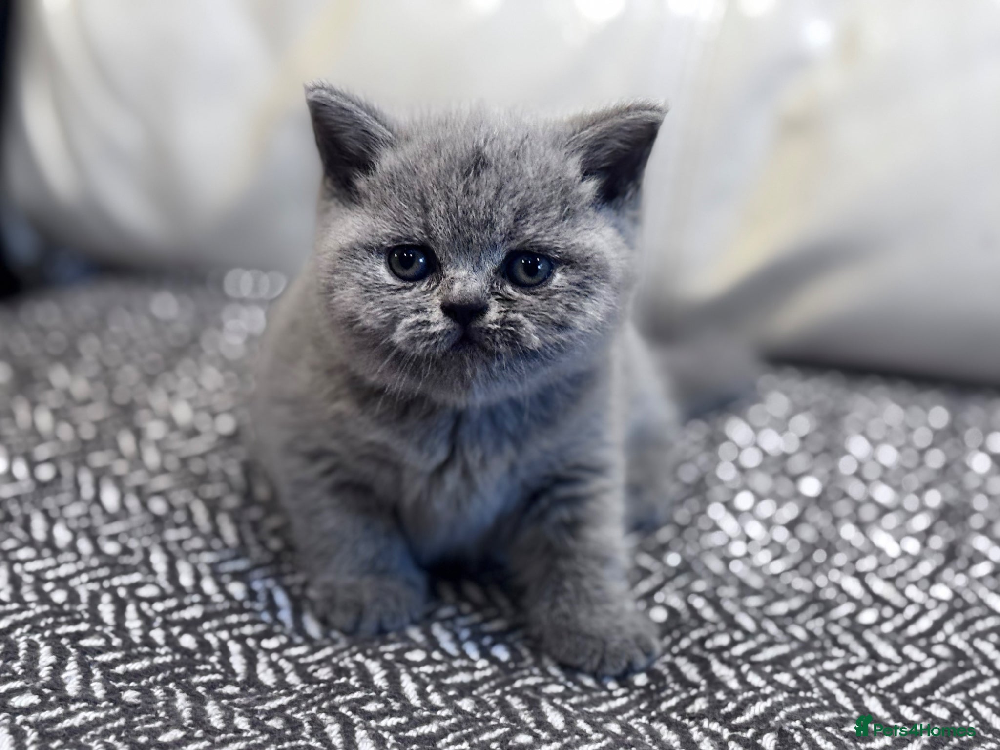 British Shorthair cats Kittens for sale - Advert 15