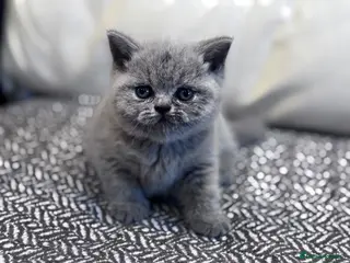 British Shorthair cats Kittens for sale - Advert 15