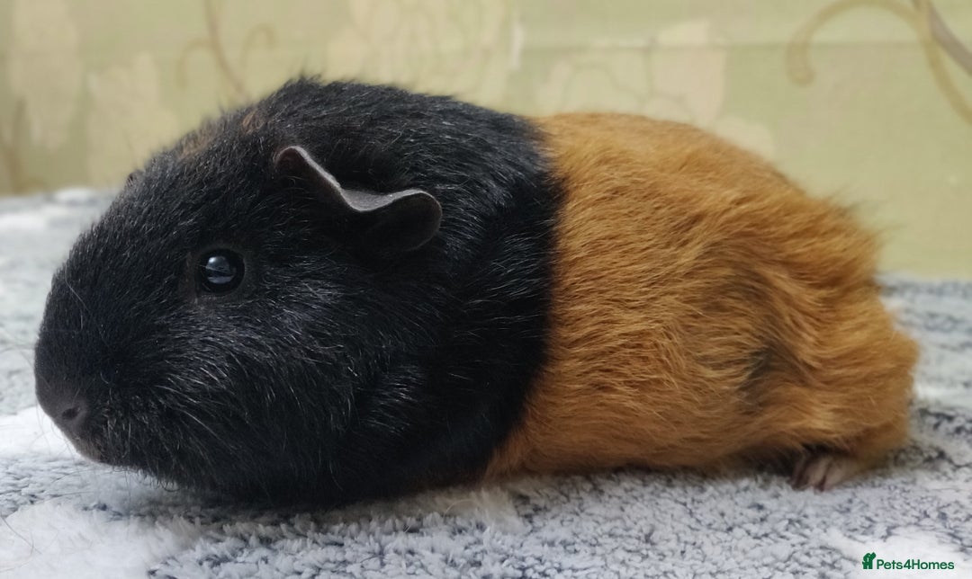 Guinea Pig rodents for sale: Pairs of Sows - Happy, Healthy, Friendly Sows - Image 16