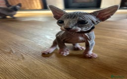 Sphynx cats for sale: Beautiful lot of Sphynx kittens from family pets - Image 20