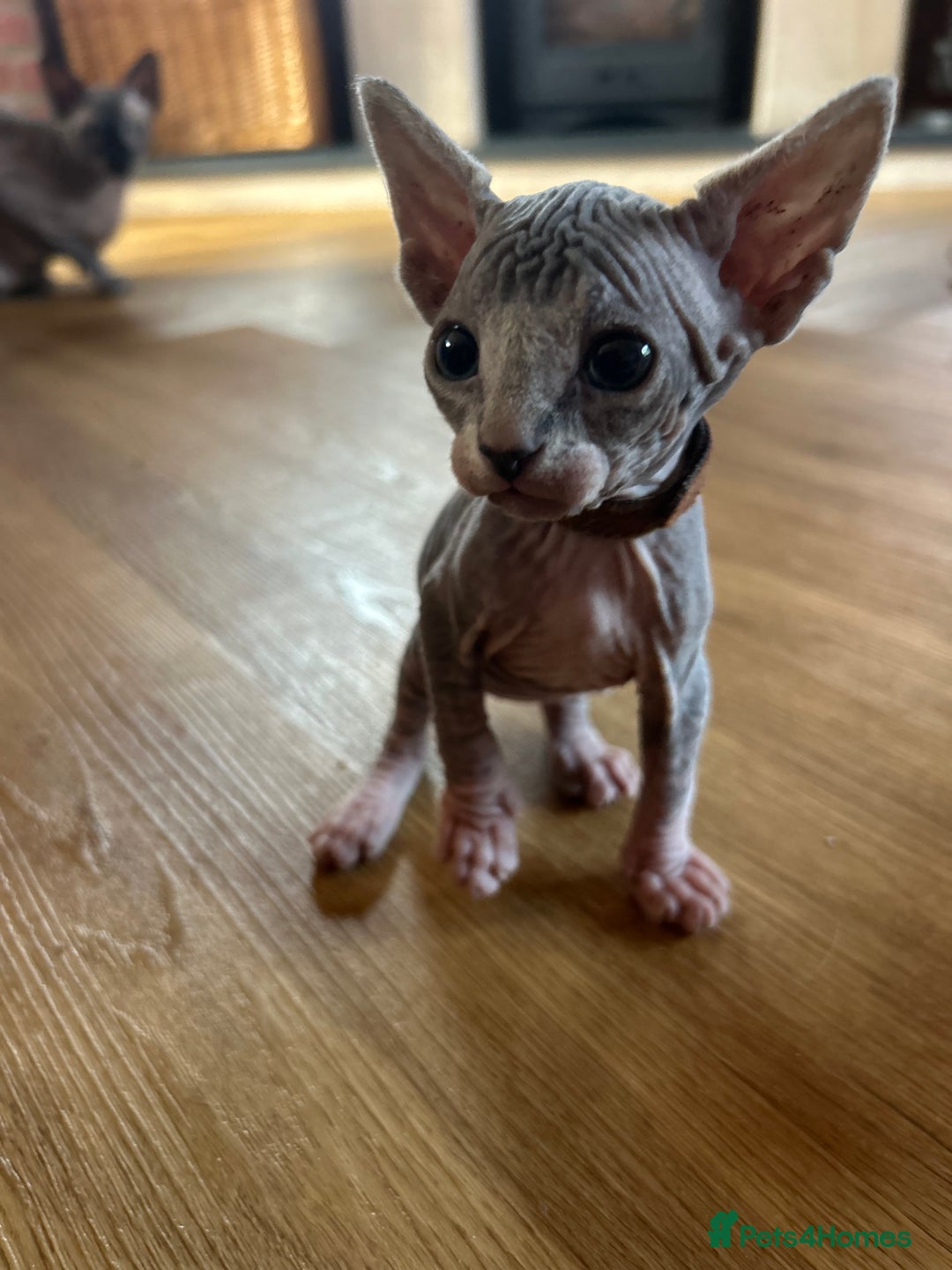 Sphynx cats for sale: Beautiful lot of Sphynx kittens from family pets - Image 20